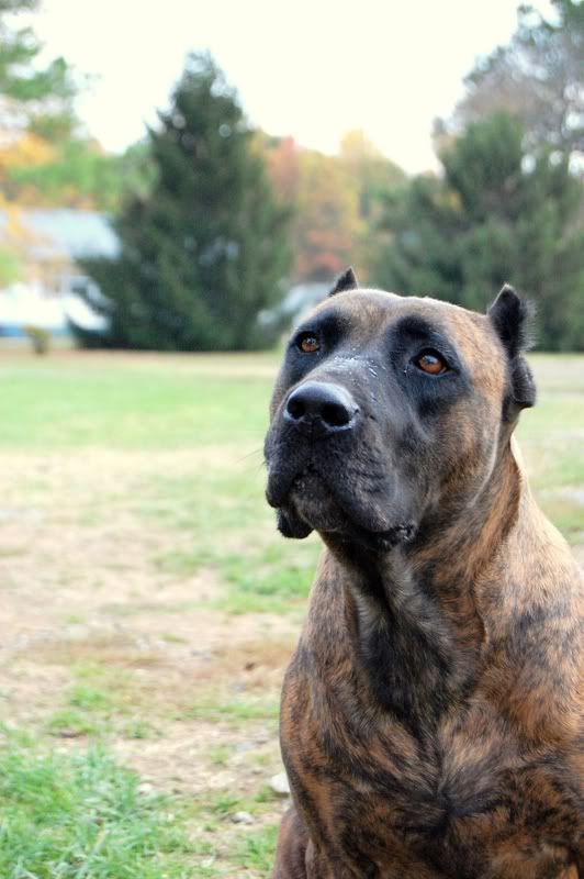 Presa Canario Breeders In Ontario. a Presa Canario/Pitbull.