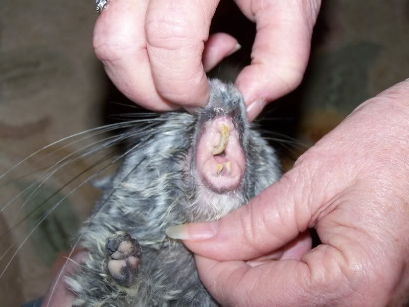 Guinea Pig Malocclusion