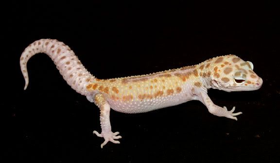 Leopard Gecko Version Iii