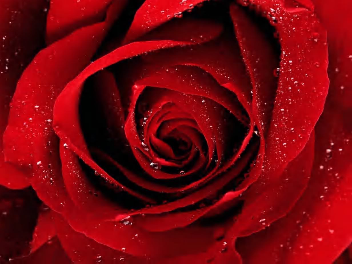 A-Red-Rose-For-You.jpg