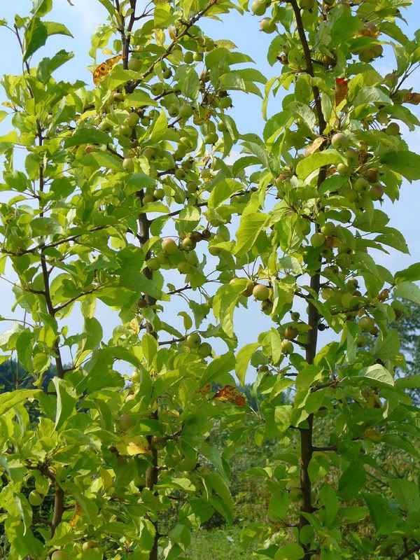 Silky+dogwood+shrub