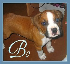 Go Go Matingale Dog Collars Go Go Matingale Dog Collars