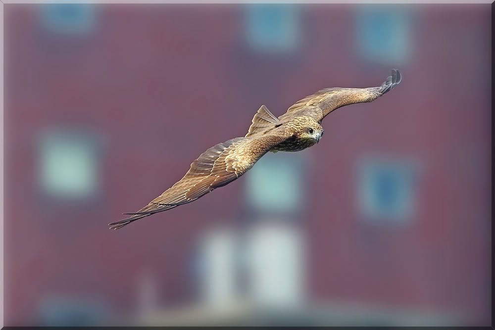 http://i5.photobucket.com/albums/y199/tedwu5/B19/AG3U6840a.jpg