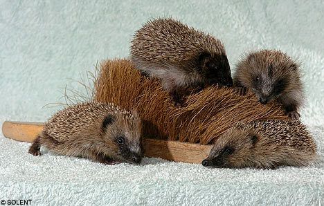 hedgehogSOLENT2708_468x298.jpg