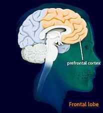 prontal_cortex