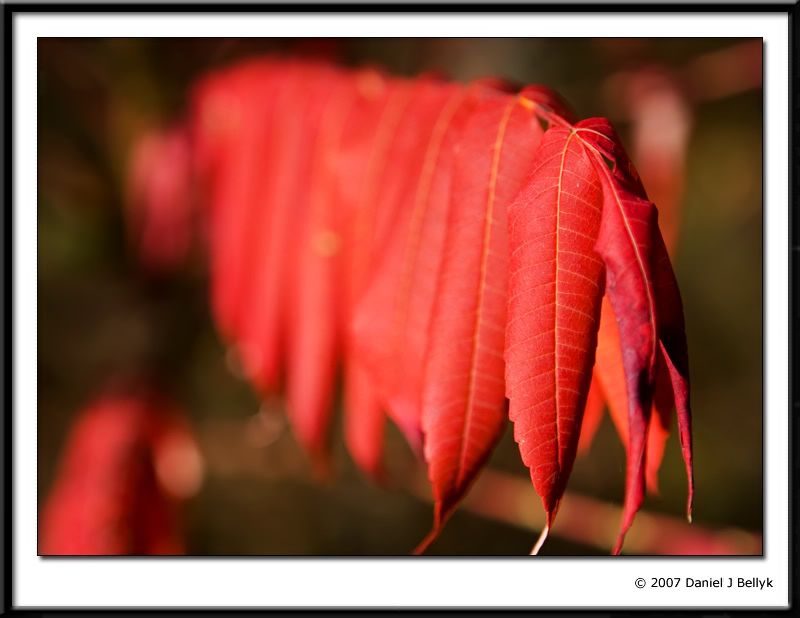 IMAGE: http://i5.photobucket.com/albums/y200/mrclark321/DAN_1185.jpg