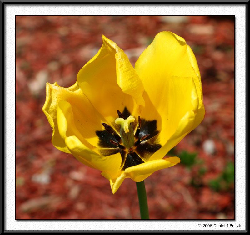 IMAGE: http://i5.photobucket.com/albums/y200/mrclark321/IMG_1591.jpg