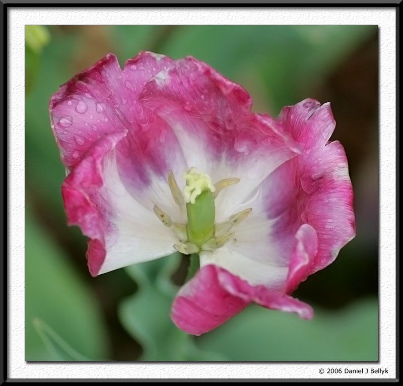 IMAGE: http://i5.photobucket.com/albums/y200/mrclark321/MI8U0046.jpg