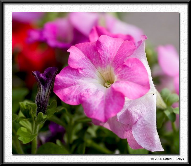 IMAGE: http://i5.photobucket.com/albums/y200/mrclark321/MI8U0496.jpg