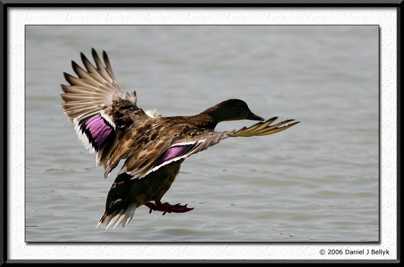 IMAGE: http://i5.photobucket.com/albums/y200/mrclark321/MI8U3096.jpg