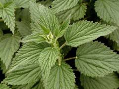Stinging Nettle Pictures, Images and Photos