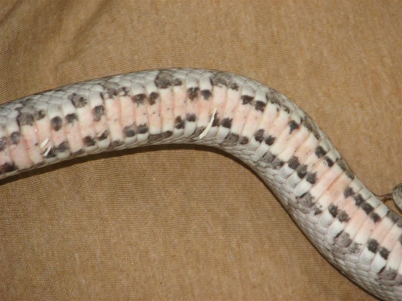 AneryBelly004Medium.jpg