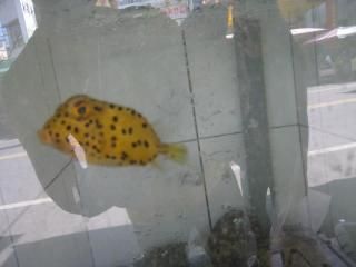 cute fish