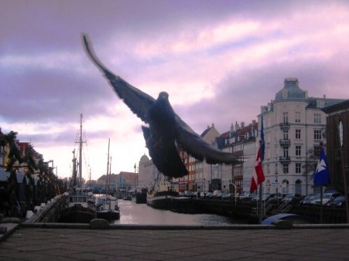 Dove surprise in Copenhagen photo DoveInCopenhagen_zps764acb88.jpg