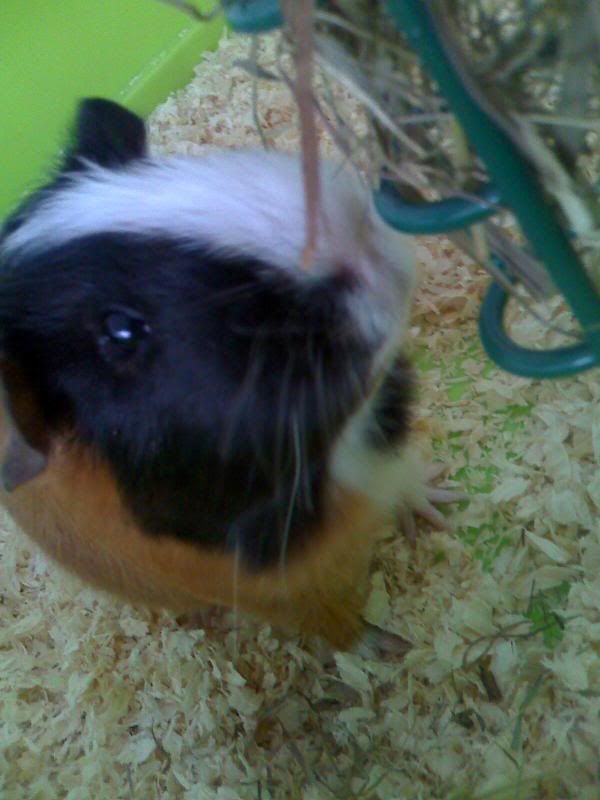 Oscar-Lemurinhome.jpg
