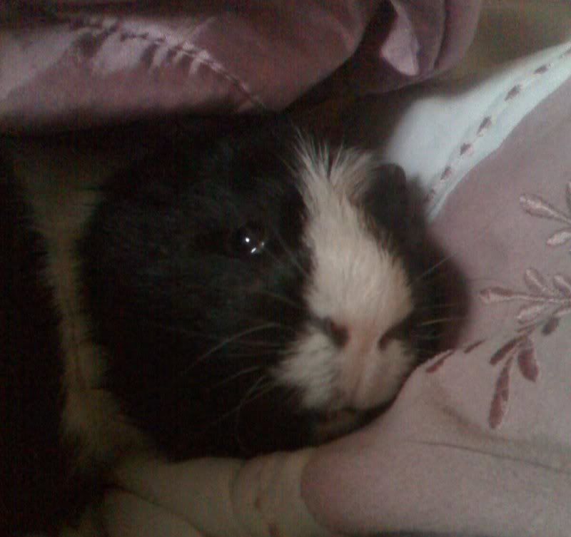 Pig.jpg