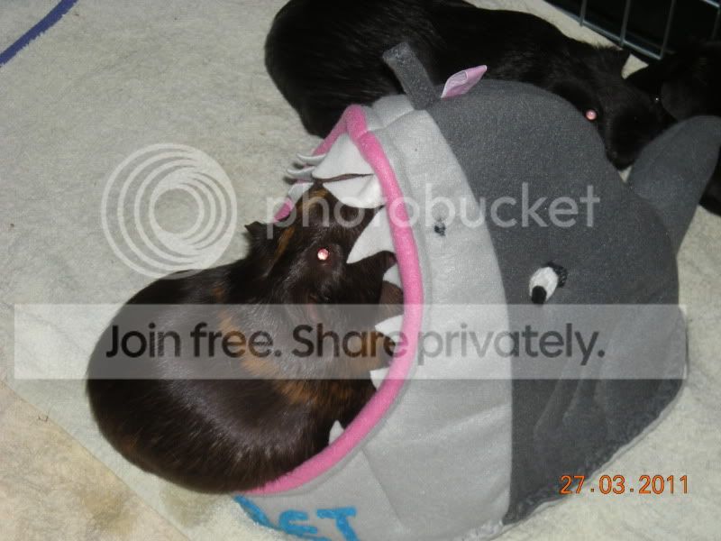 SherbetShark5-RoloCheckingTeeth.jpg