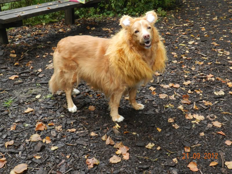 LION1.jpg