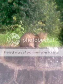 Photo Sharing and Video Hosting at Photobucket