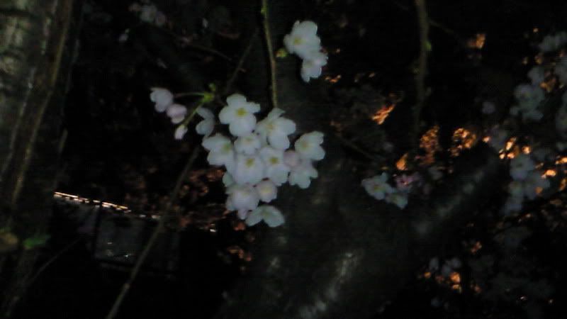 sakura