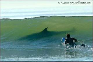 shark surfer