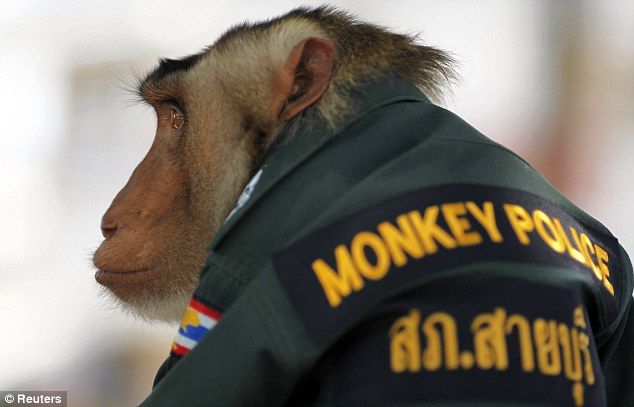 police monkey