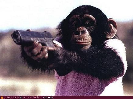 guns animals funny gun chimp monkey hd animal wallpapers monkeys ass gif shooting pirate cove gifs glock captions man stupid