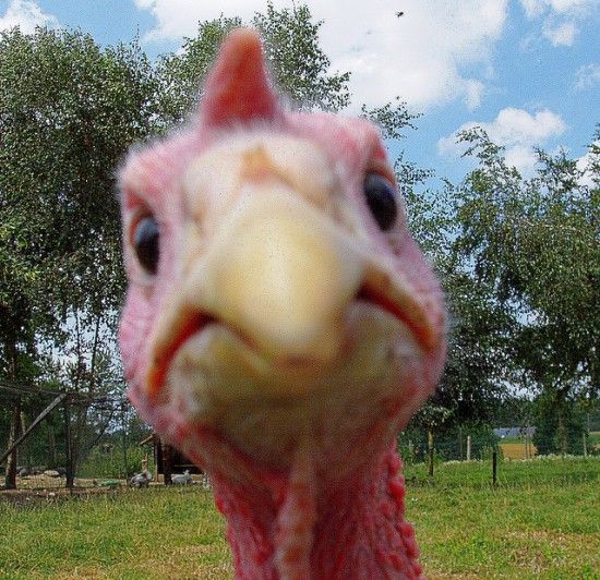 There s A Climate scam Dark Side Behind Your Thanksgiving Or 