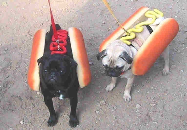 https://i5.photobucket.com/albums/y167/Mirusiems_Silumos_Nereikia/Dogs/Hotdog3.jpg