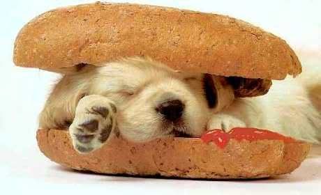 https://i5.photobucket.com/albums/y167/Mirusiems_Silumos_Nereikia/Dogs/hotdog.jpg
