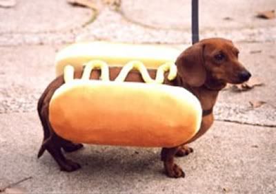 https://i5.photobucket.com/albums/y167/Mirusiems_Silumos_Nereikia/Dogs/hotdog2.jpg
