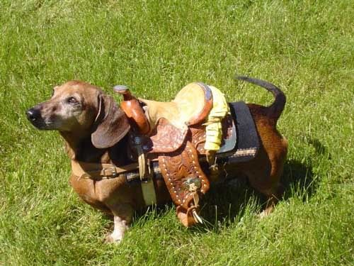 https://i5.photobucket.com/albums/y167/Mirusiems_Silumos_Nereikia/Dogs/jacksaddled1.jpg