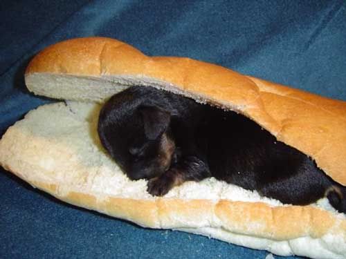 https://i5.photobucket.com/albums/y167/Mirusiems_Silumos_Nereikia/Dogs/rosieBun1.jpg