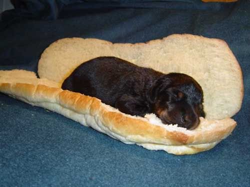 https://i5.photobucket.com/albums/y167/Mirusiems_Silumos_Nereikia/Dogs/zukeBun3.jpg