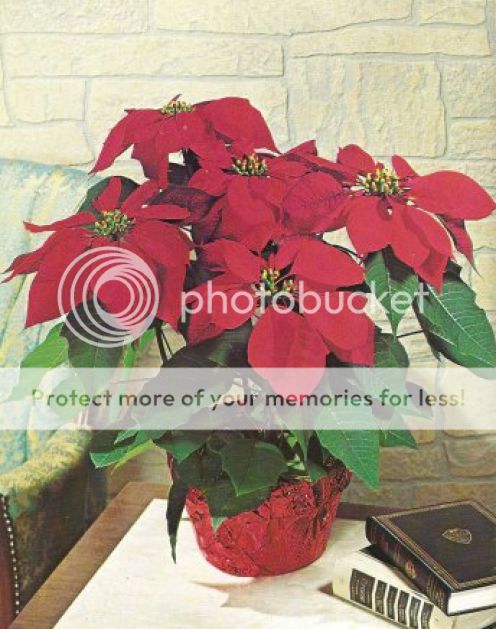 poinsettias-2_zpsfa248079.jpg