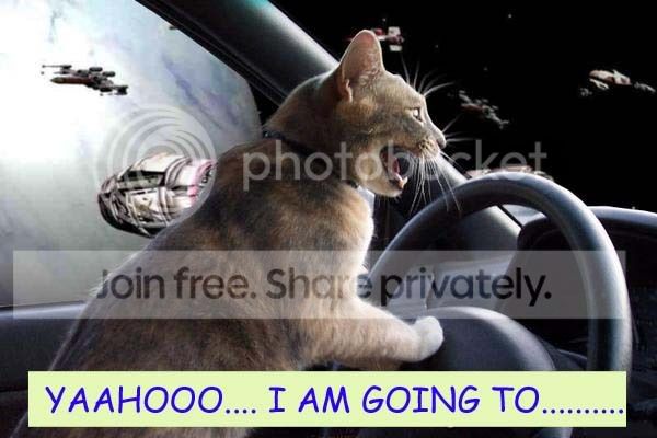 Coolcat.jpg