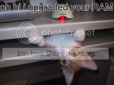 funny_cat_pictures_08.jpg