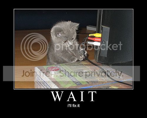 funny_cat_pictures_11.jpg