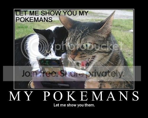 funny_cat_pictures_12.jpg