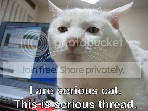 funny_cat_pictures_14.jpg