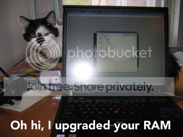 funny_cat_pictures_18.jpg