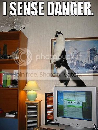 funny_cat_pictures_19.jpg