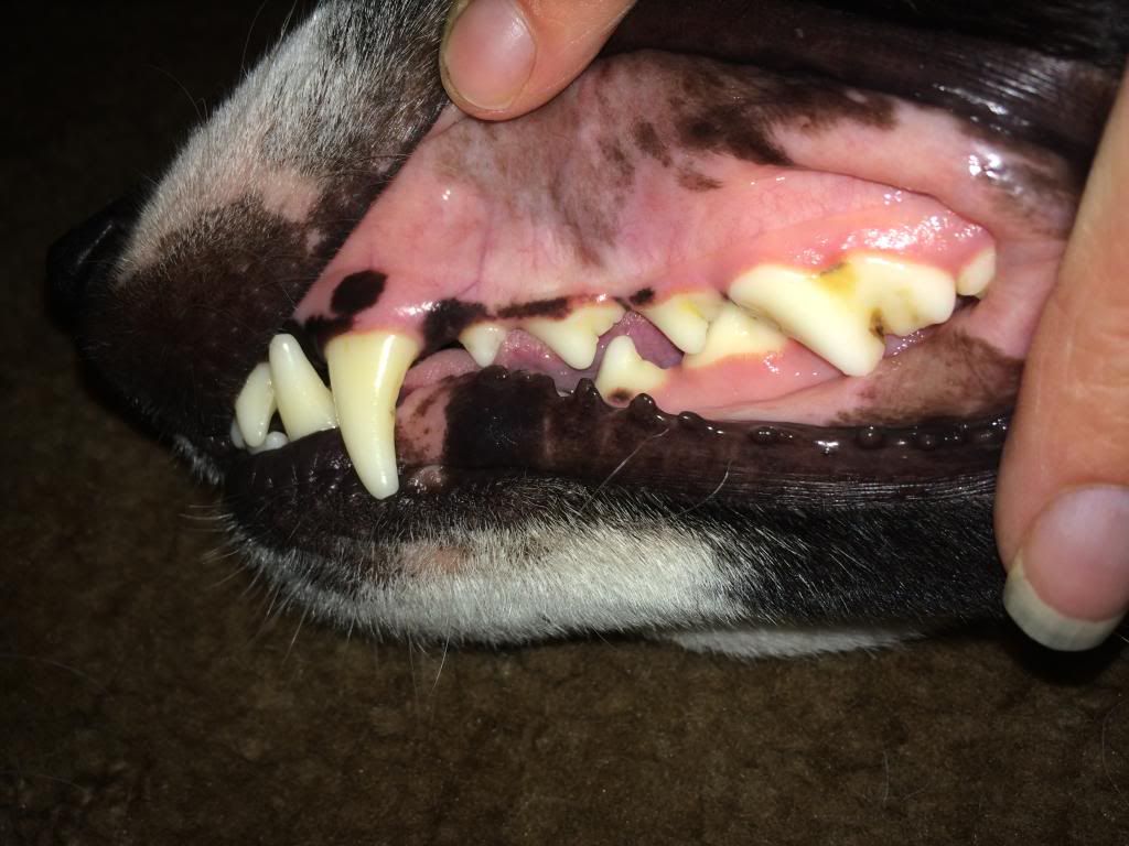 Scaling Niko's teeth? Page 2 Dog Forum
