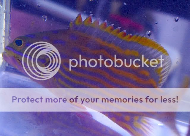 grouper dating dallas