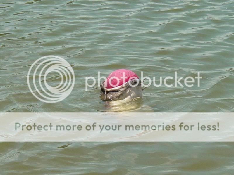 Image hosting by Photobucket