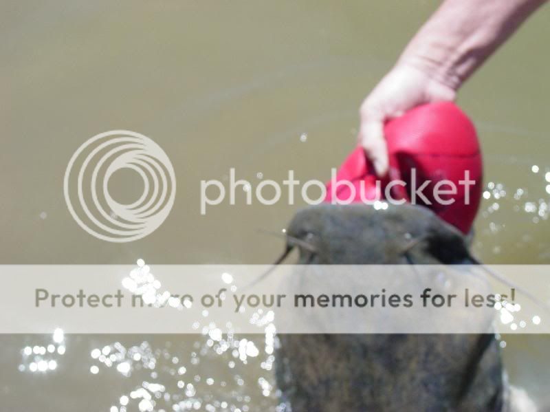 Image hosting by Photobucket