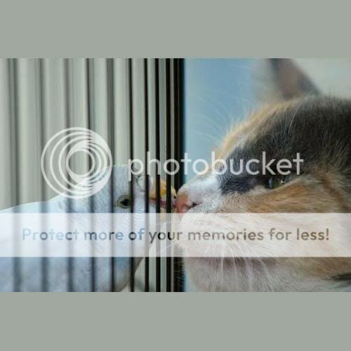 Photobucket - Video and Image Hosting