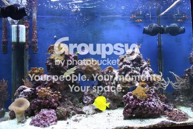 [TodoMarino.com] *** [[ ReefAurell 200L ]] ***