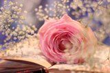 photo 06blissful-rose_zpse5147df0.jpg