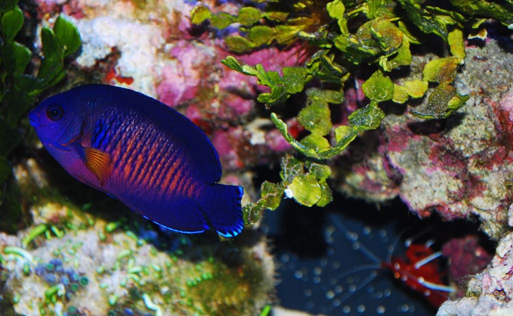 The Angel Lovers Thread | REEF2REEF Saltwater and Reef Aquarium Forum